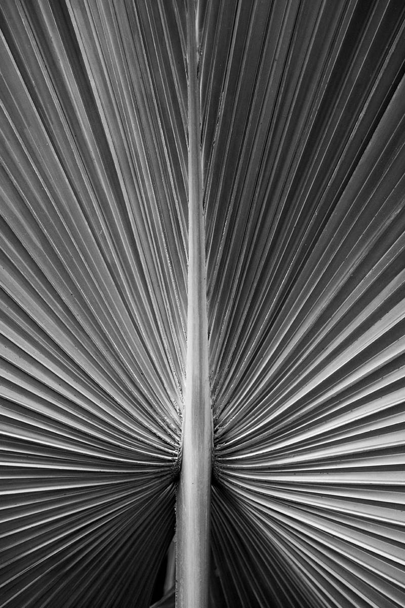 “Nadie descubrió la fealdad a través de fotografías. Pero muchos, a través de fotografías han descubierto la belleza”. Susan Sontag