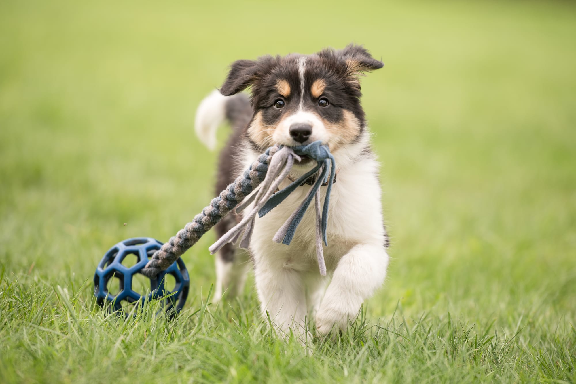 Puppy Training Tips: Why Walks Are Essential