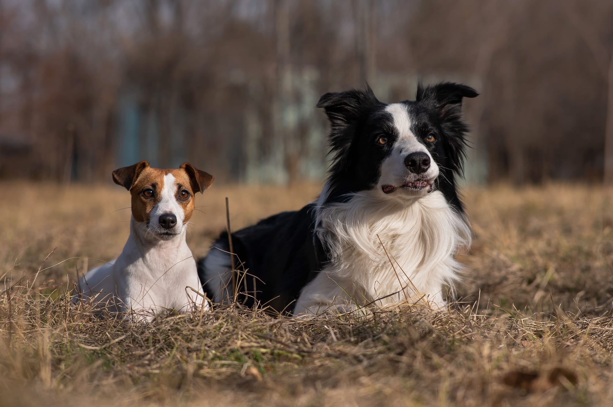 The Benefits of Group Walks for Your Dog