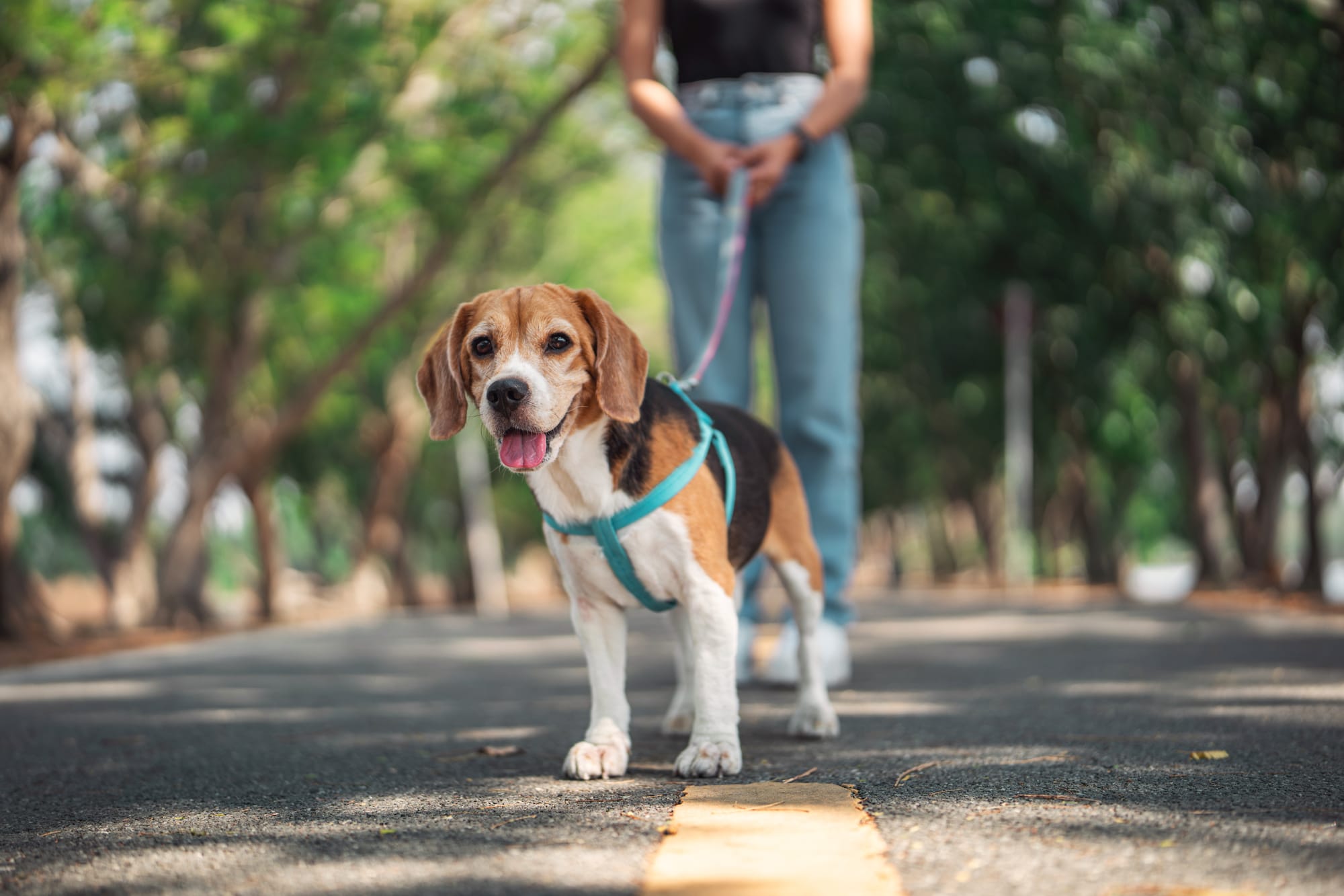 Understanding Your Dog’s Unique Walking Needs