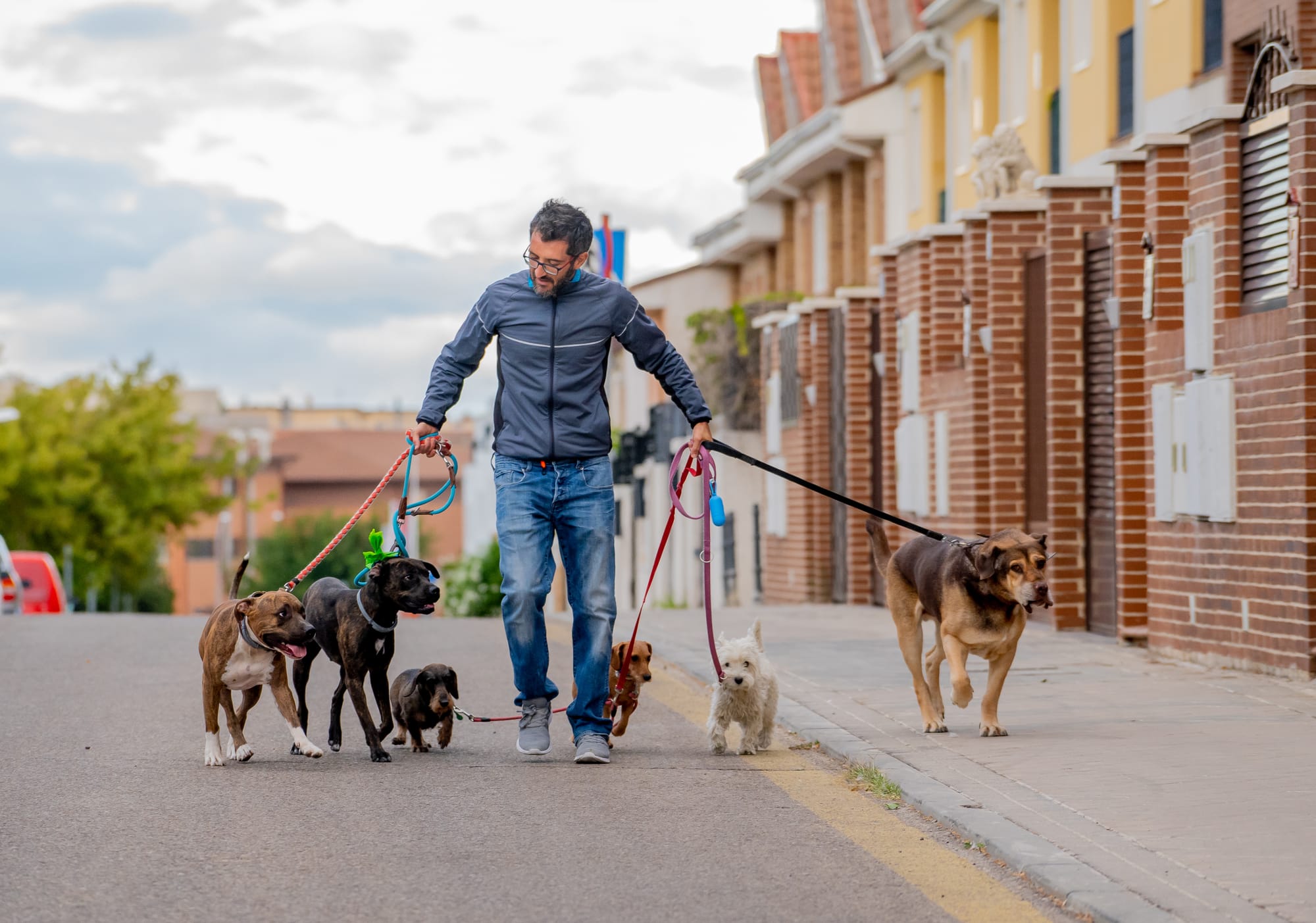 Dog Walking Services: 5 Benefits Of Booking A Pro