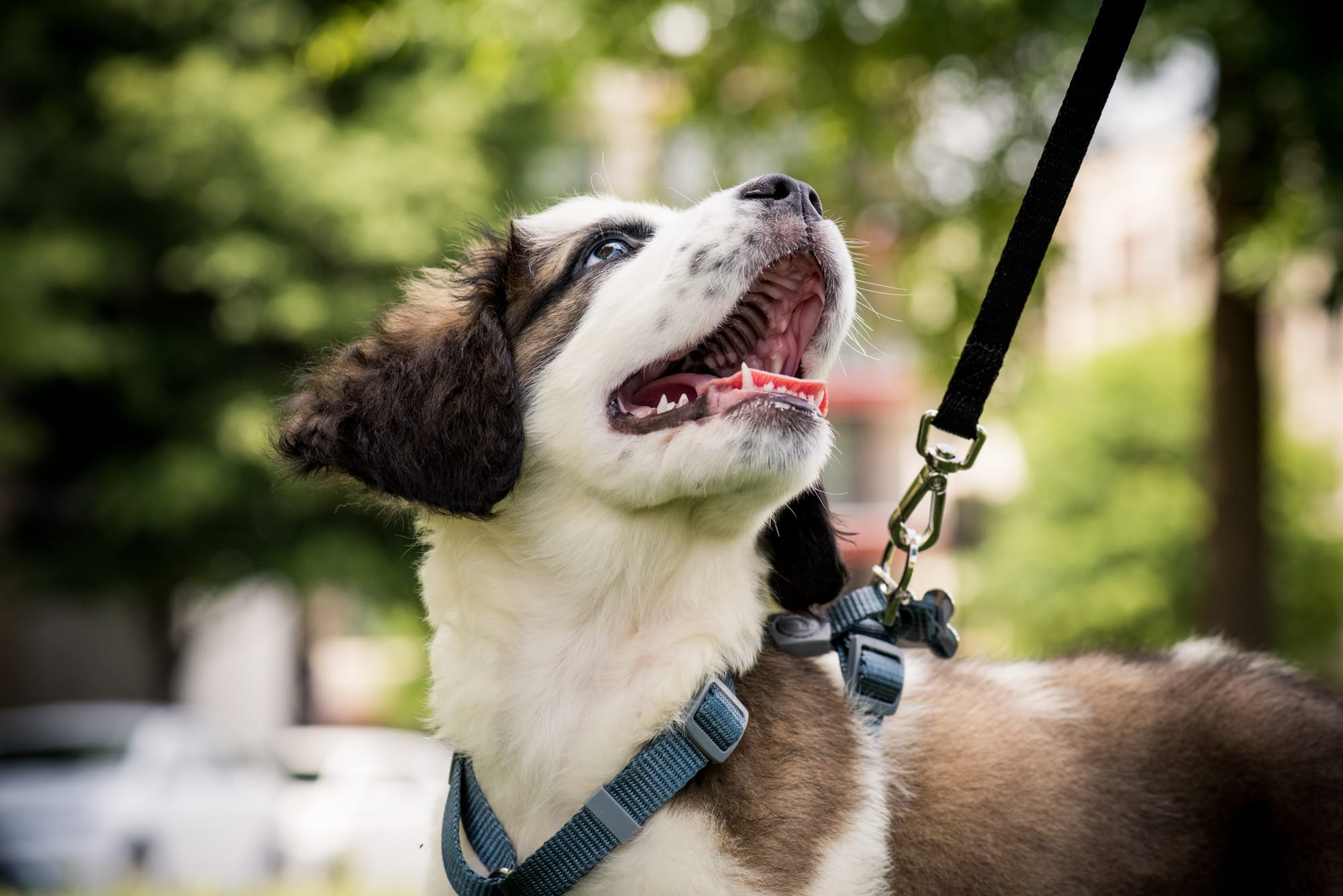 Dog Walker Hampstead: How To Find A Trusted Local Walker
