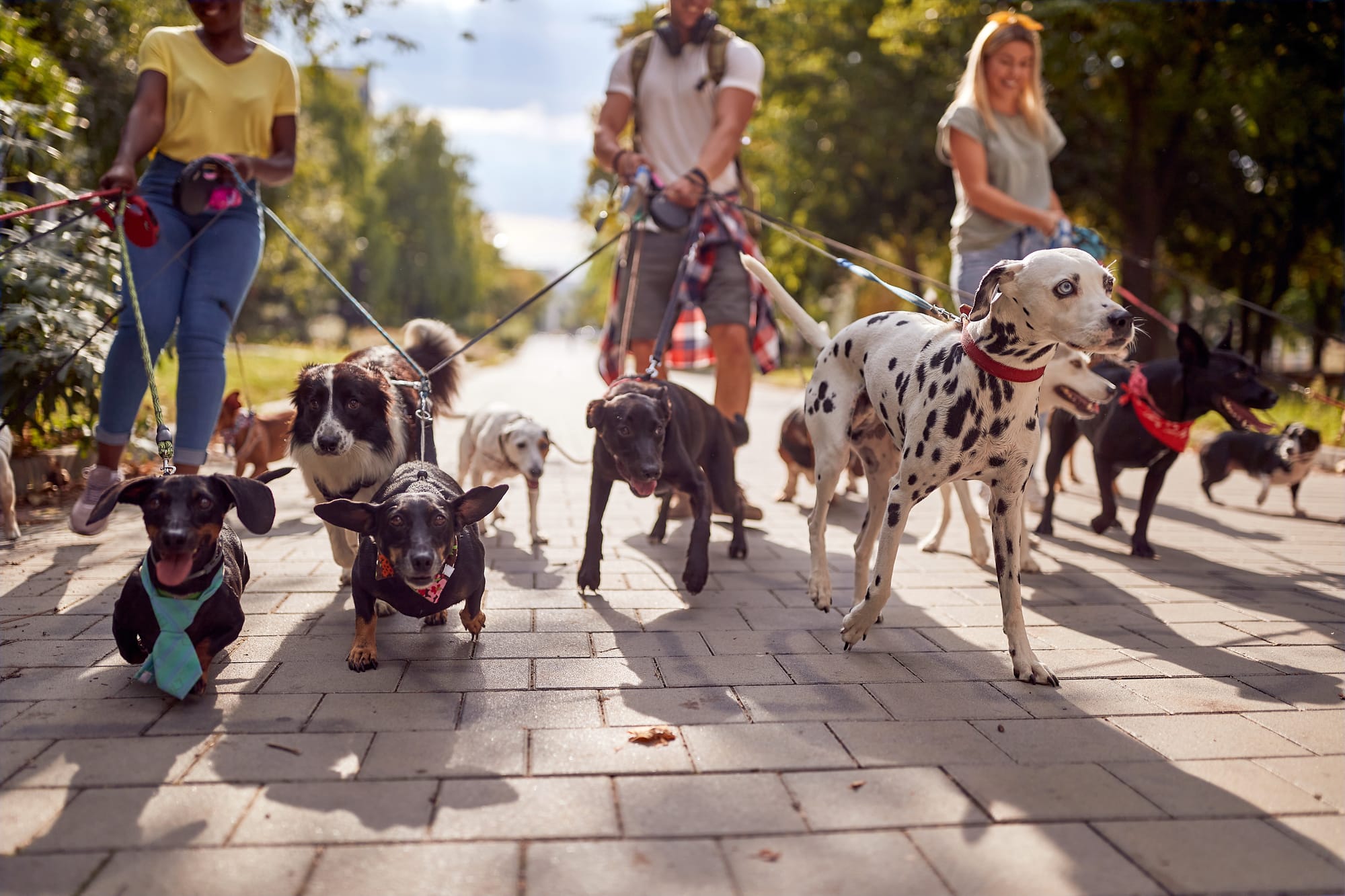 How Much Do Dog Walkers Charge: A Practical Cost Guide