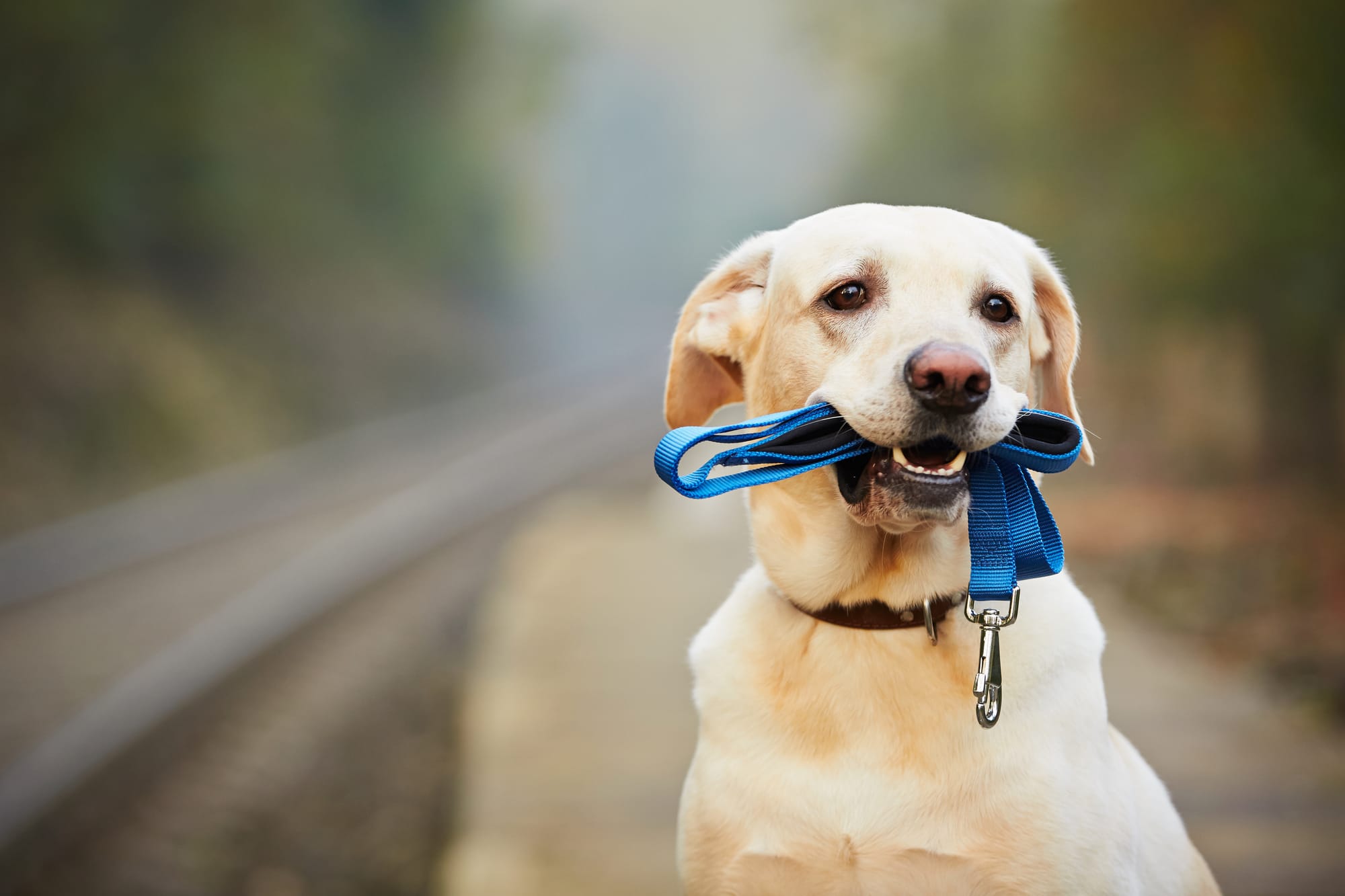 Safe Dog Walking: 7 Expert Habits Every Owner Should Know