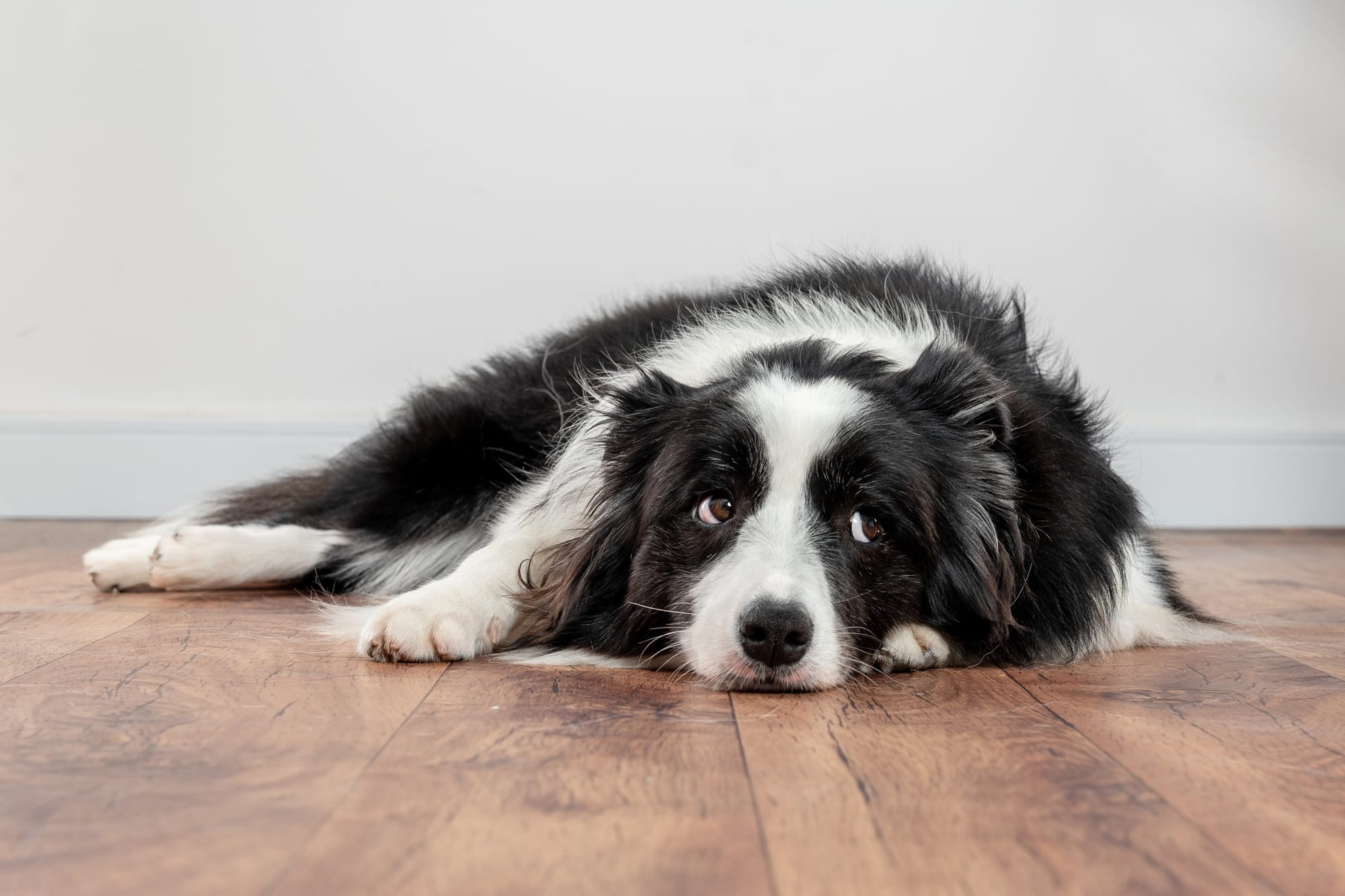 Dog boredom signs: 10 clues daily walks can help fix