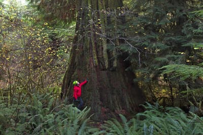 Old Growth Forests and Champion Trees
