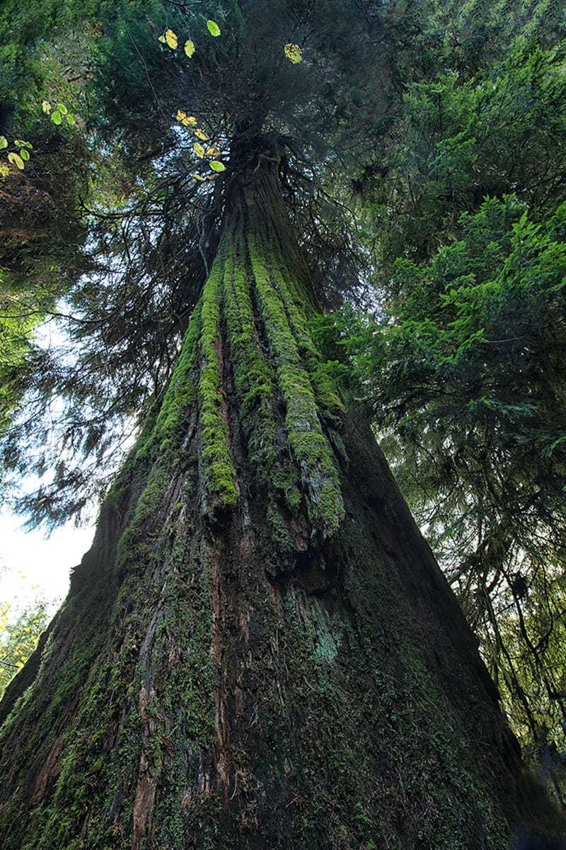 Old Growth