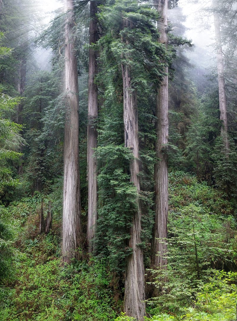 Old Growth
