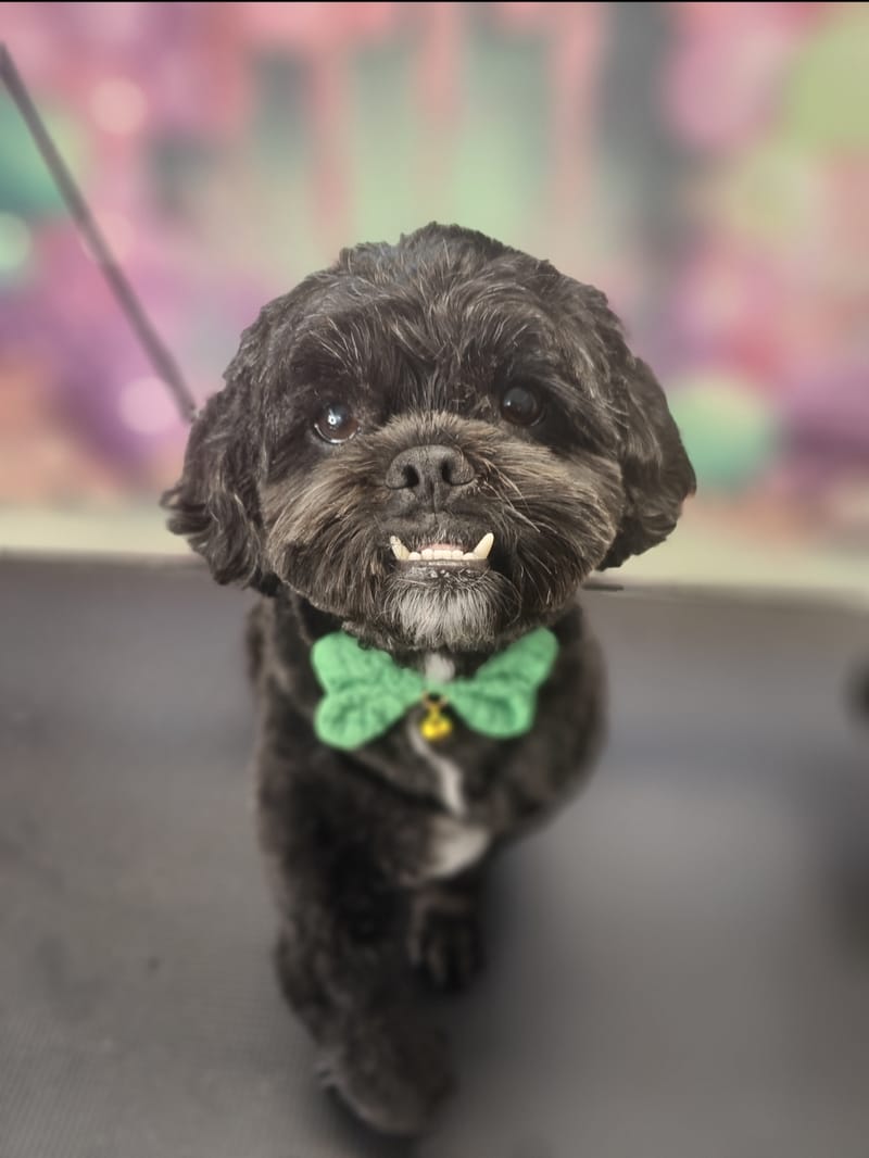 Dog Grooming Gallery