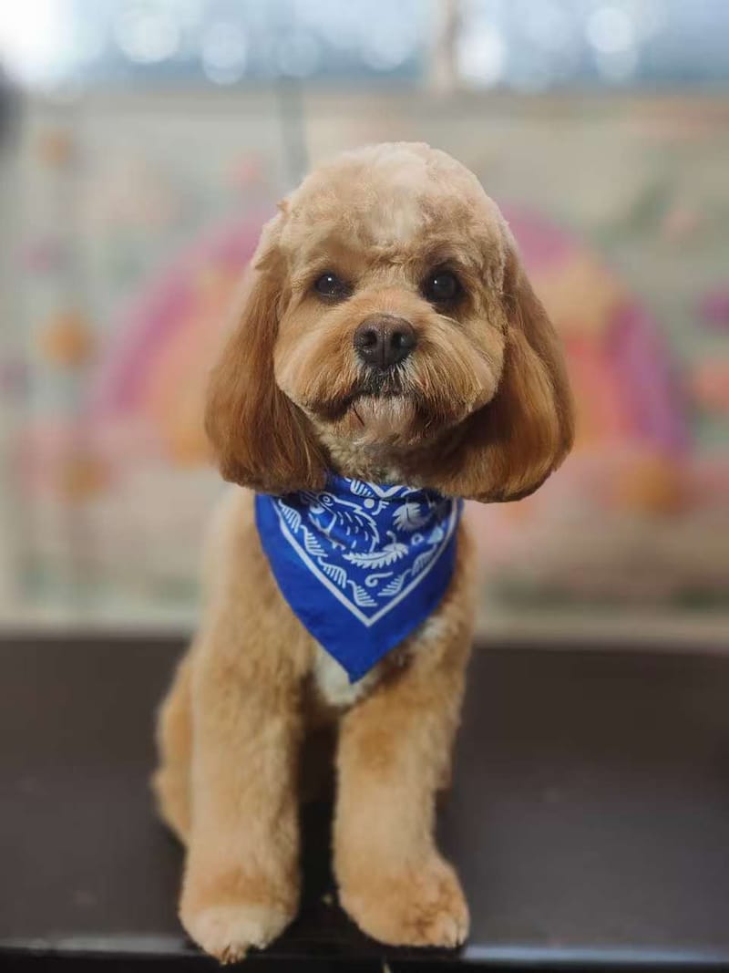Dog Grooming Gallery