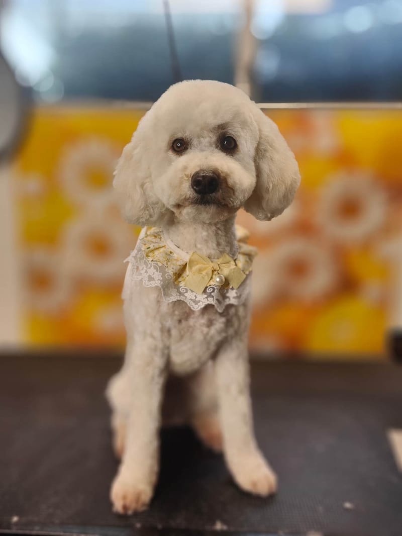 Dog Grooming Gallery