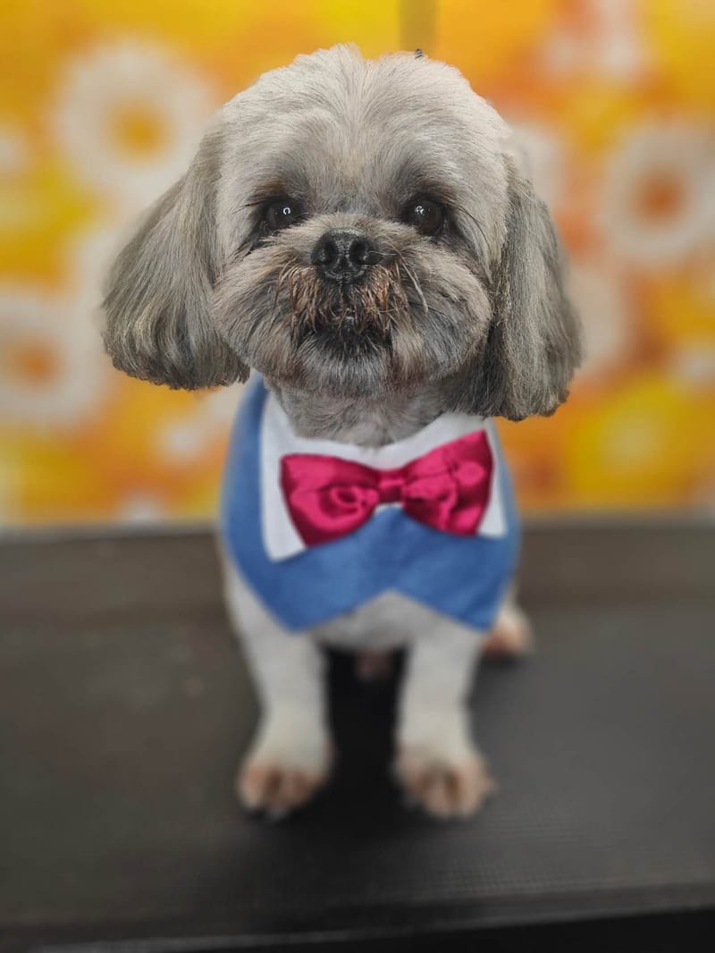 Dog Grooming Gallery