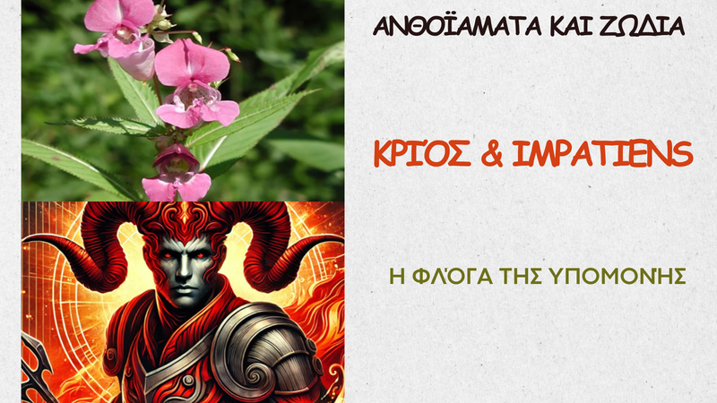 Κριός & Impatiens                            Η Φλόγα της Υπομονής