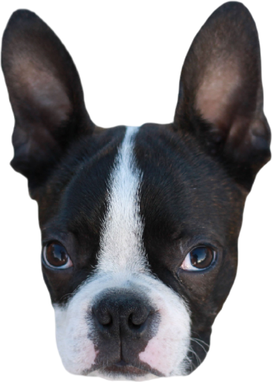 Black Brill Kennel