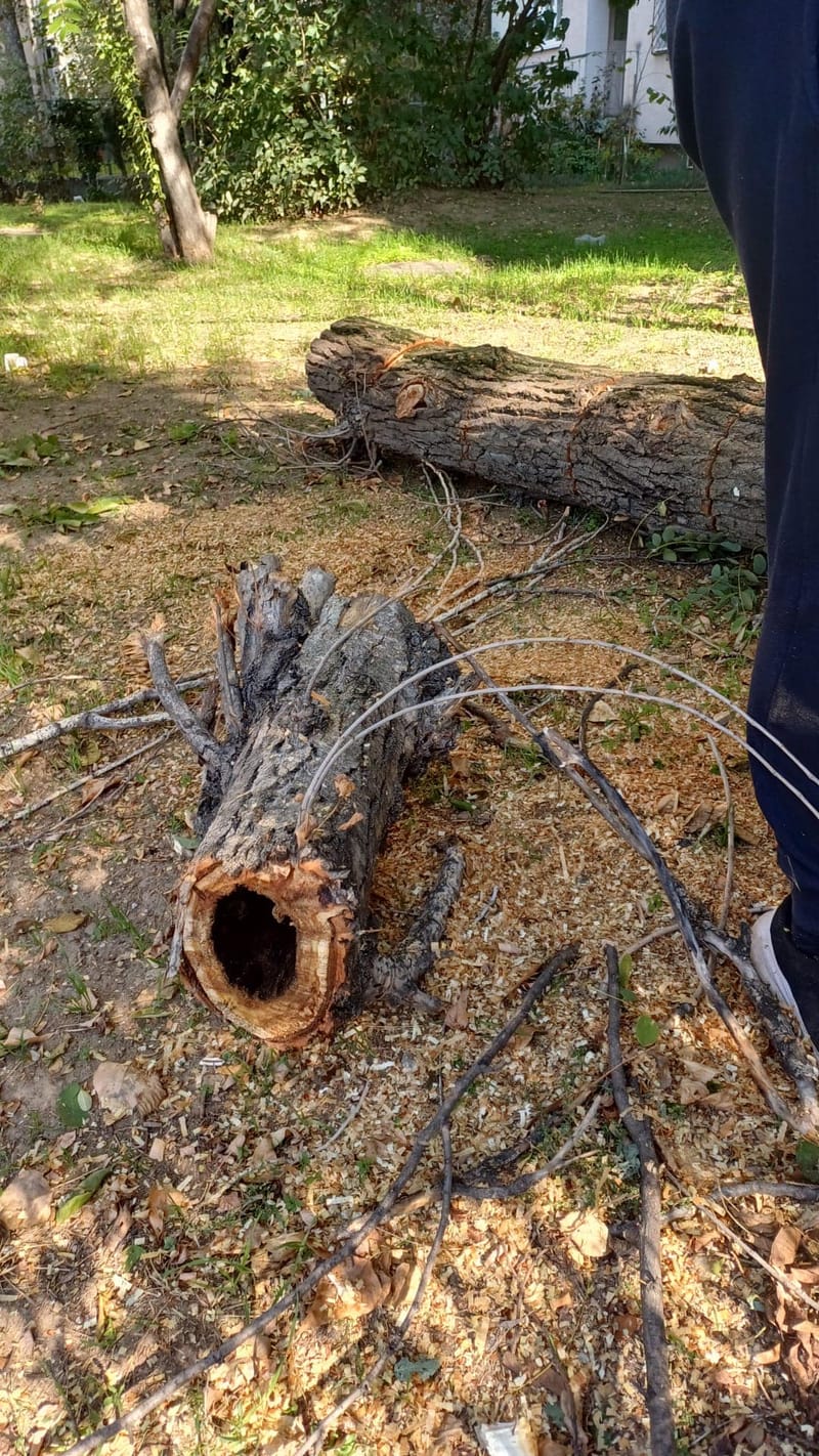 Toaletari copaci inalti