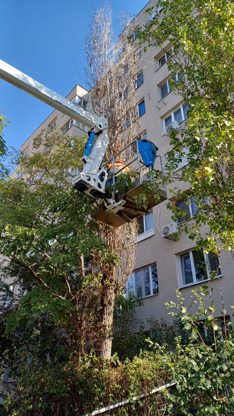 Toaletari copaci inalti