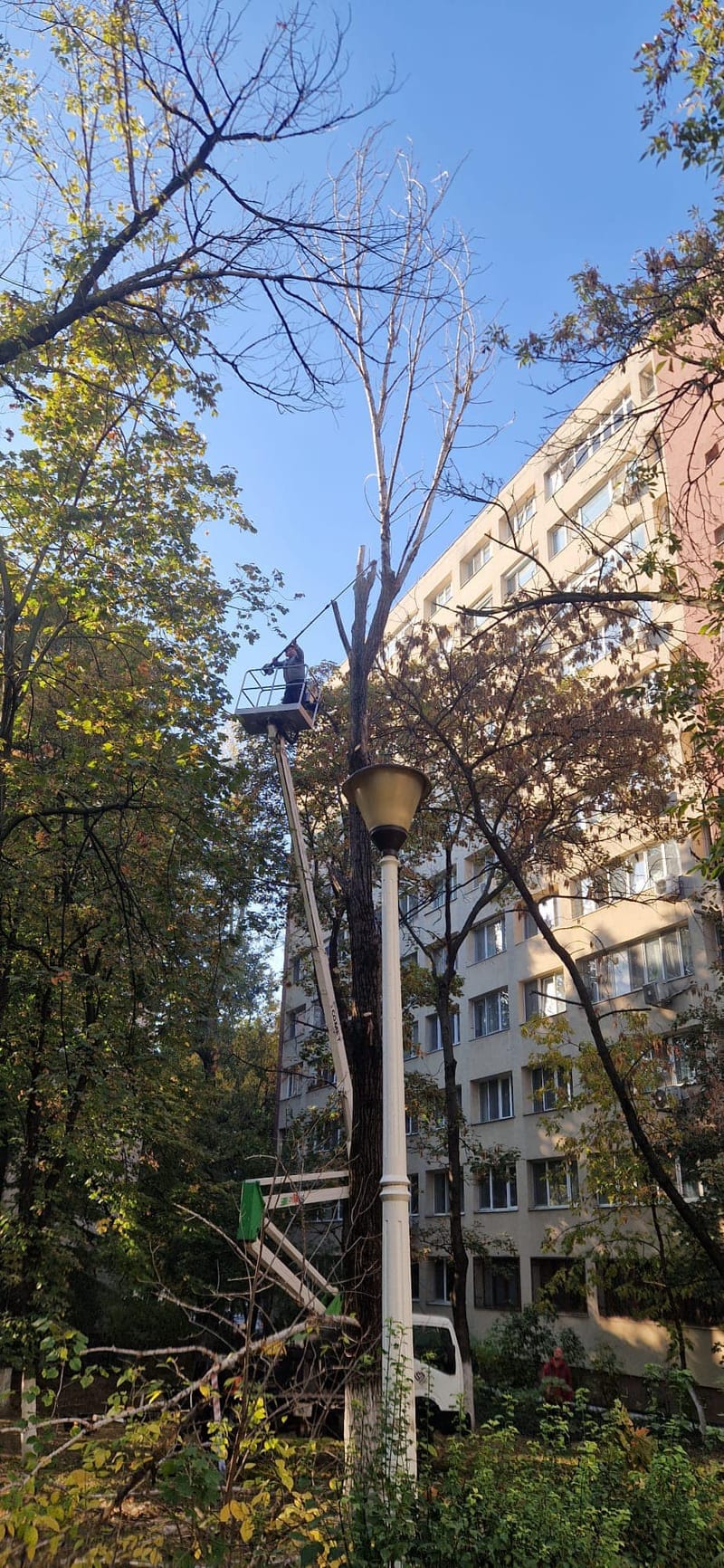 Toaletari copaci inalti