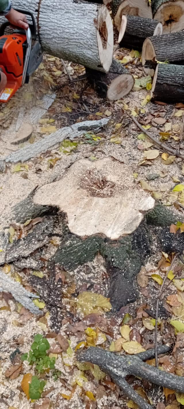 Toaletari copaci inalti