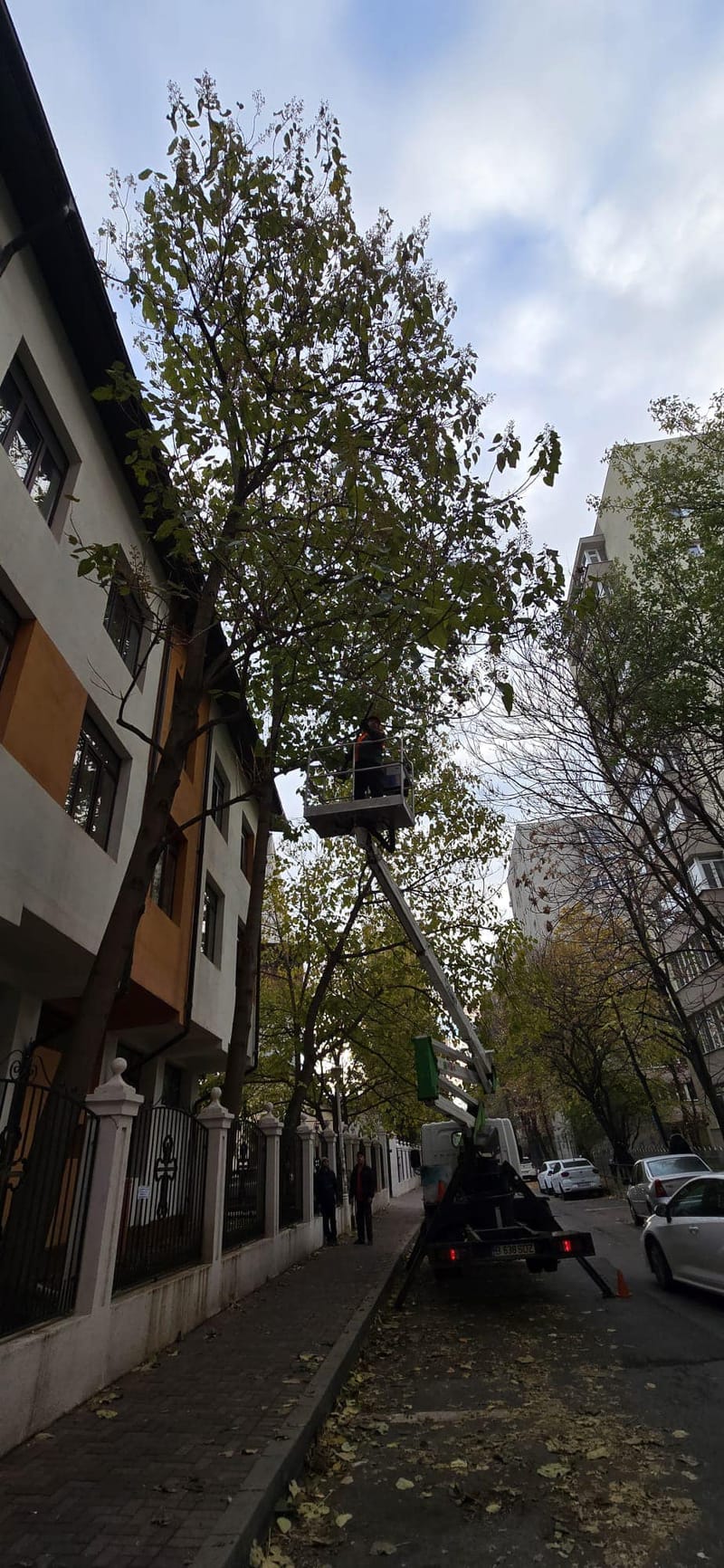 Toaletari copaci inalti