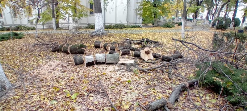 Toaletari copaci inalti