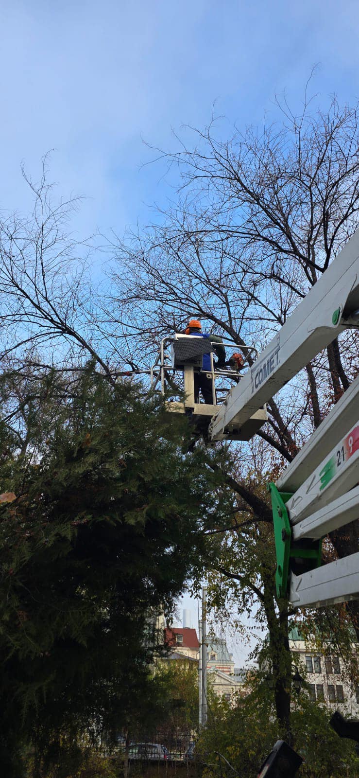 Toaletari copaci inalti