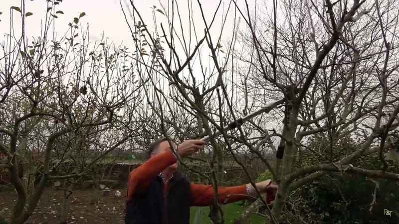 Toaletari copaci inalti