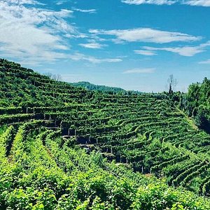 KANTINÁ (BORÁSZATOK) LÁTOGATÁS