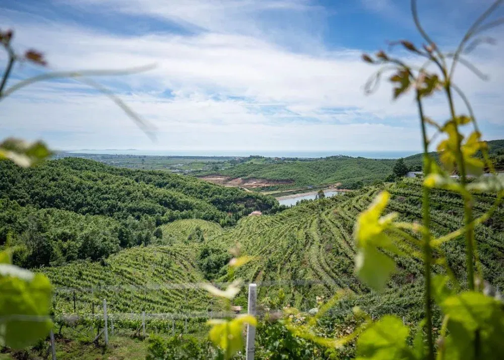 KANTINÁ (BORÁSZATOK) LÁTOGATÁS