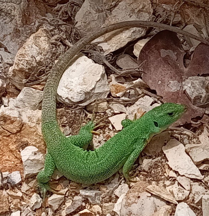 SARANDA ÉS KÖRNYÉKE TURISZTIKAI PROGRAMOK, KIRÁNDULÁSOK, TÚRÁK