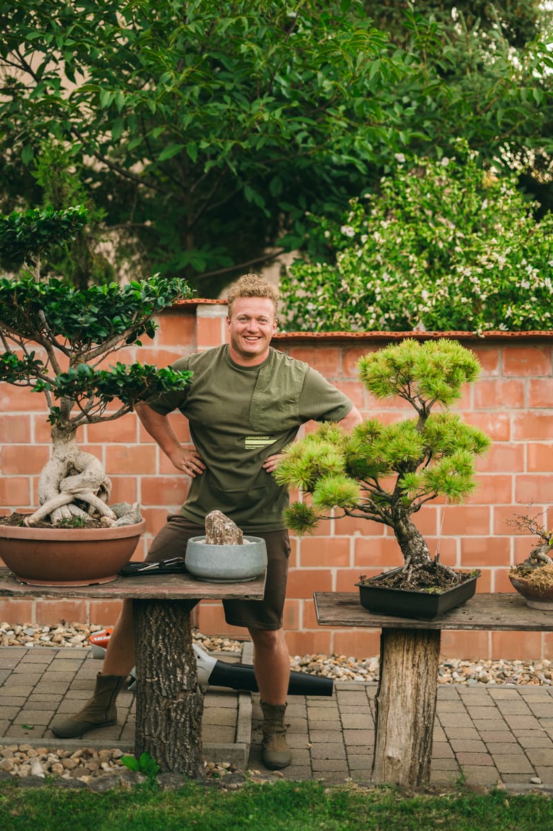 Japán "niwaki" és bonsai növények kialakítása