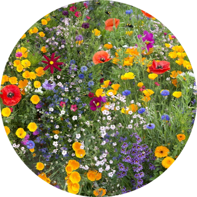 Ingrid's Veldbloemen