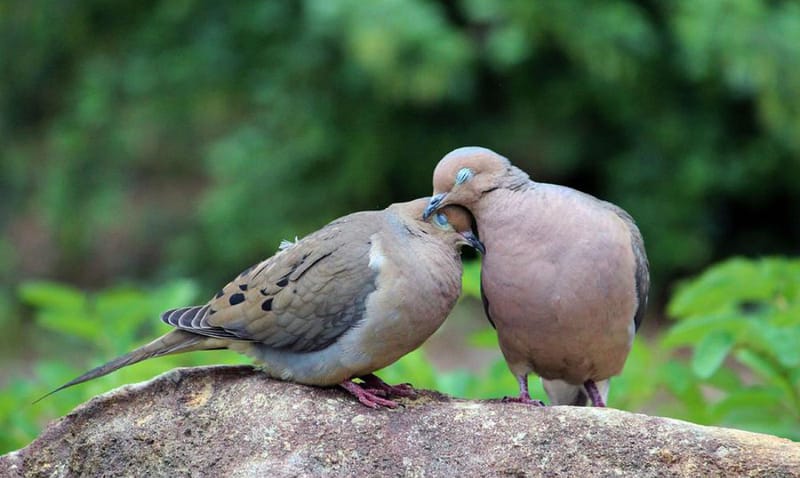 LJUBAVNA SAGA DVAJU OSI GOLUPČIĆA - NADA UMIRE POSLJEDNJA -