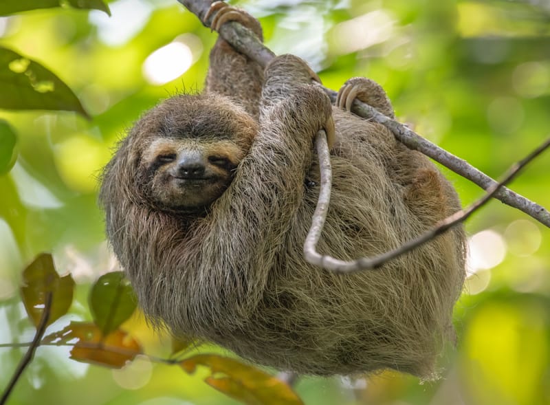 Costa Rica's Pura Vida Escape by "Globus"