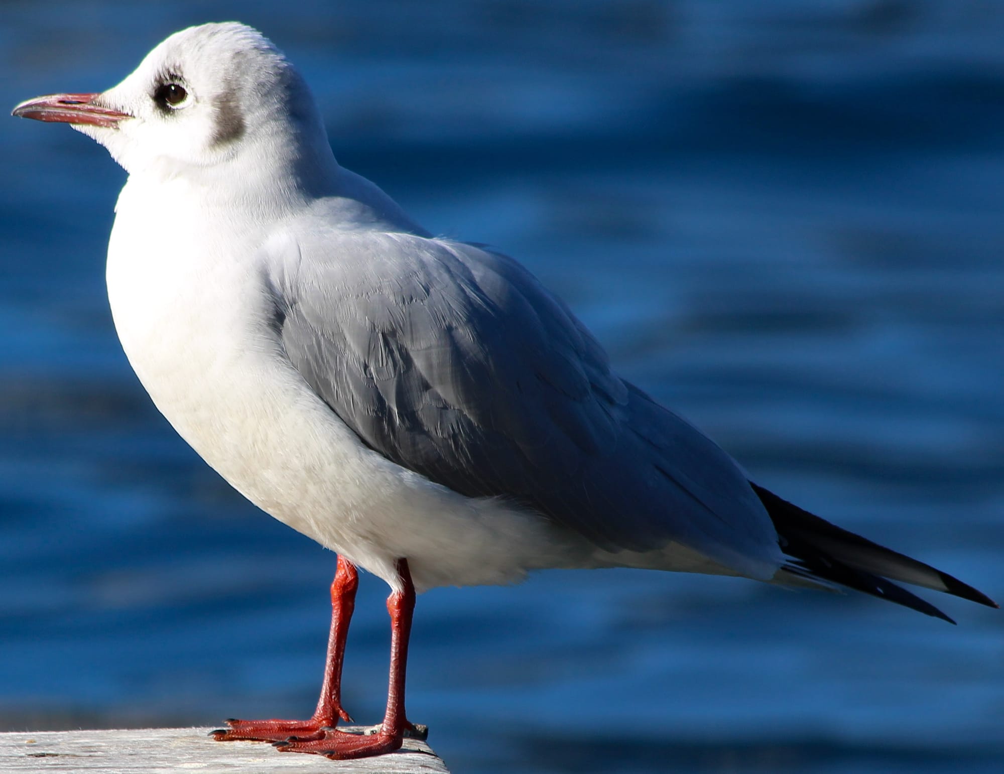 Lago di Garda (Italy)