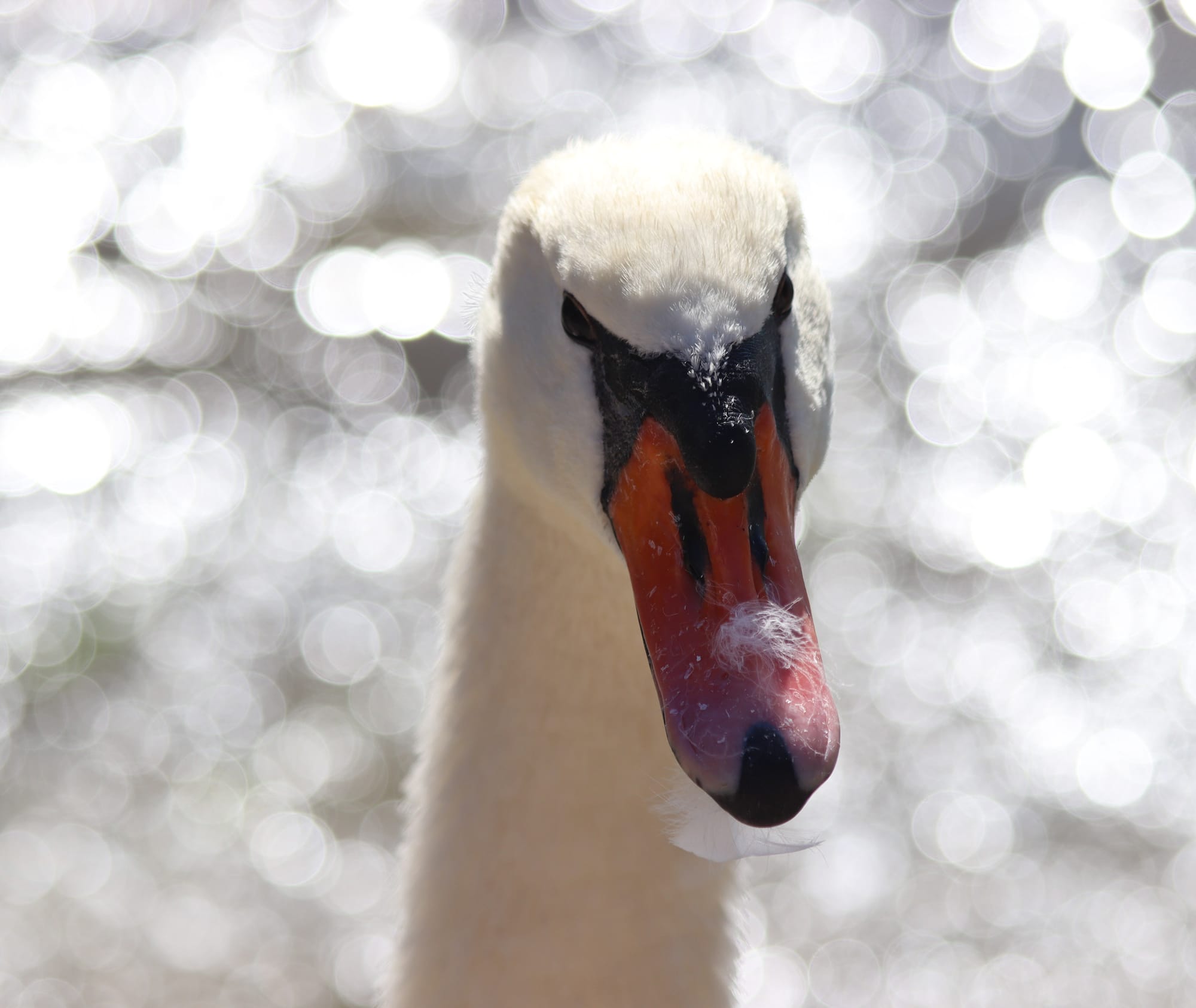 Lago di Garda (Italy)