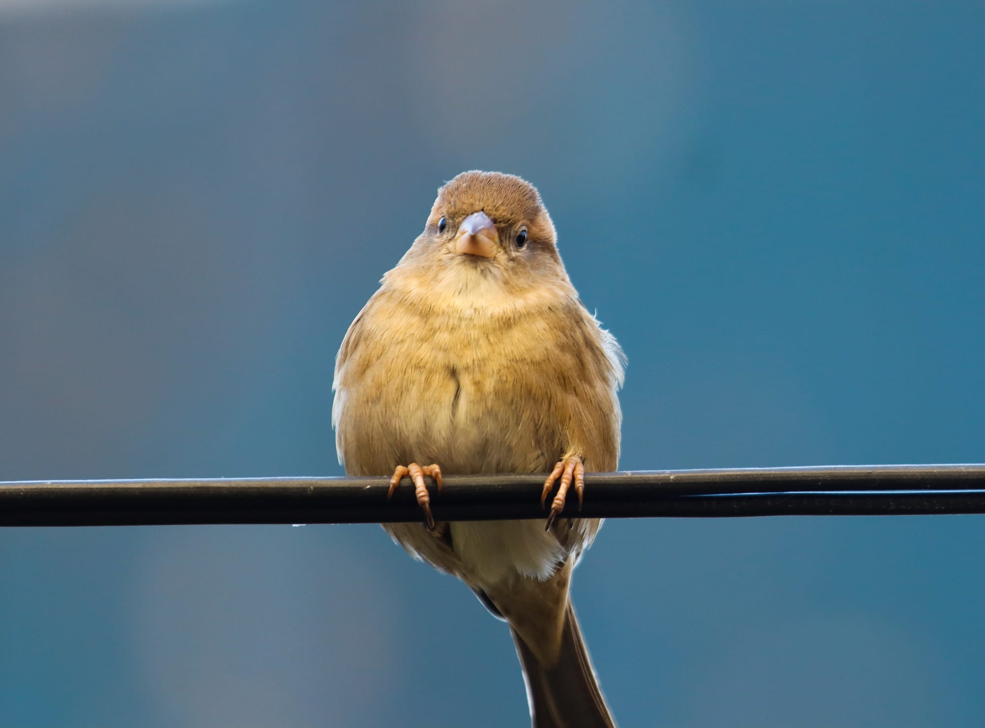 Venezia - Burano (Italy)