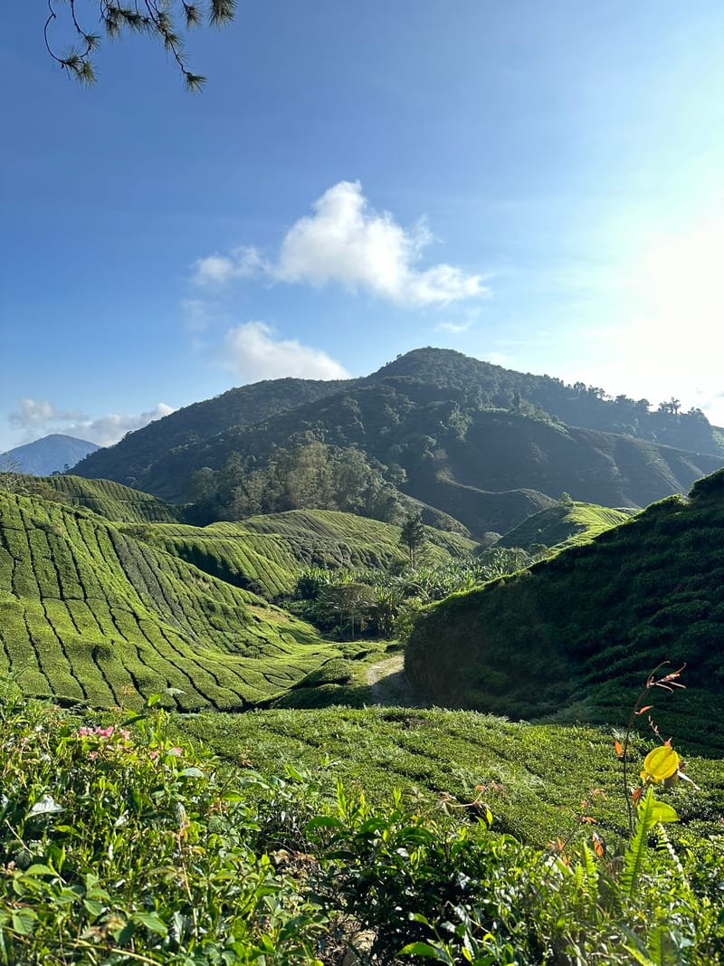 Cameron Highlands