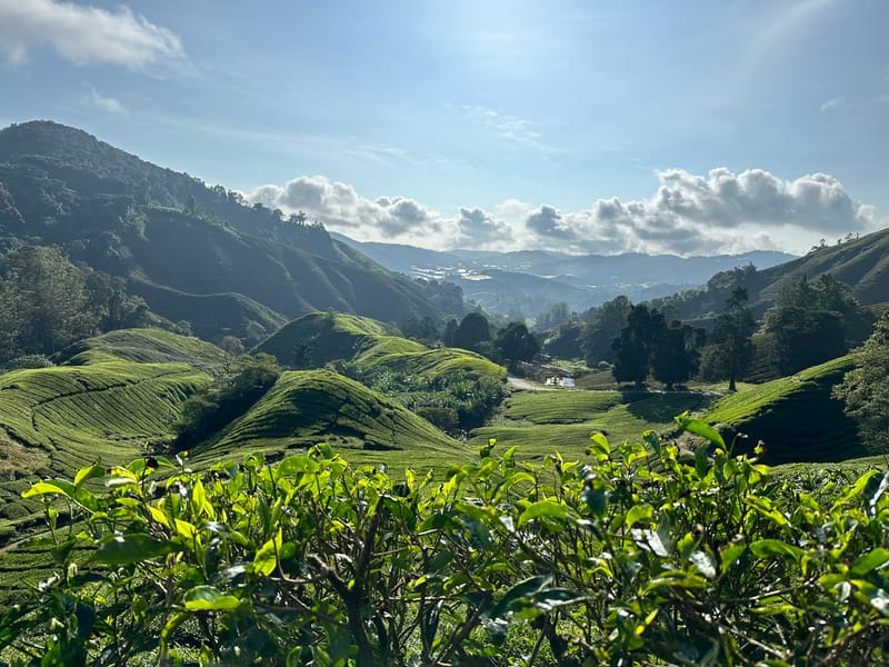 Cameron Highlands