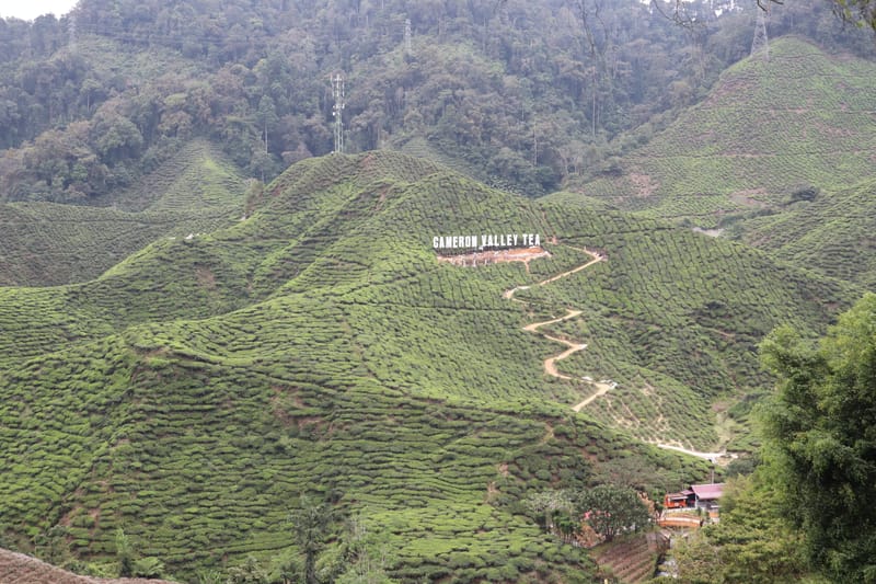 Cameron Highlands