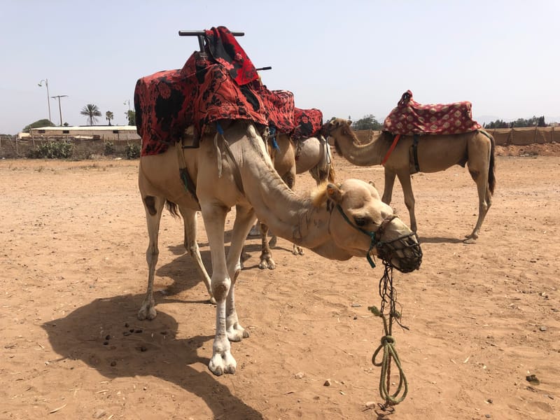 Tiout - Taroudant - Imouzzer