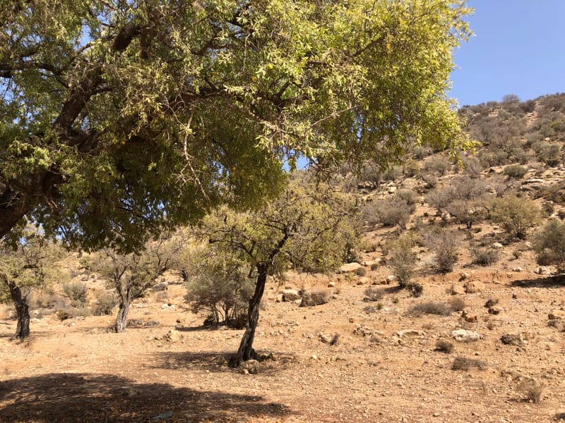 Tiout - Taroudant - Imouzzer