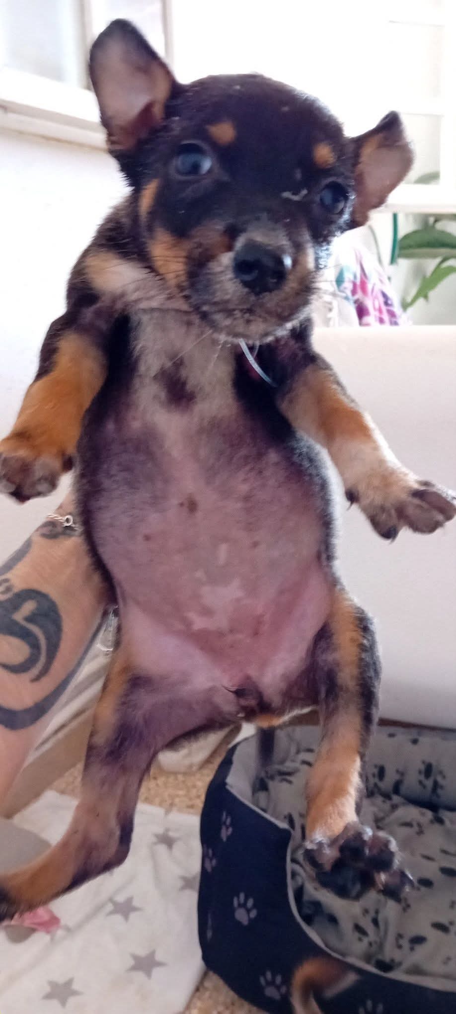 Bella