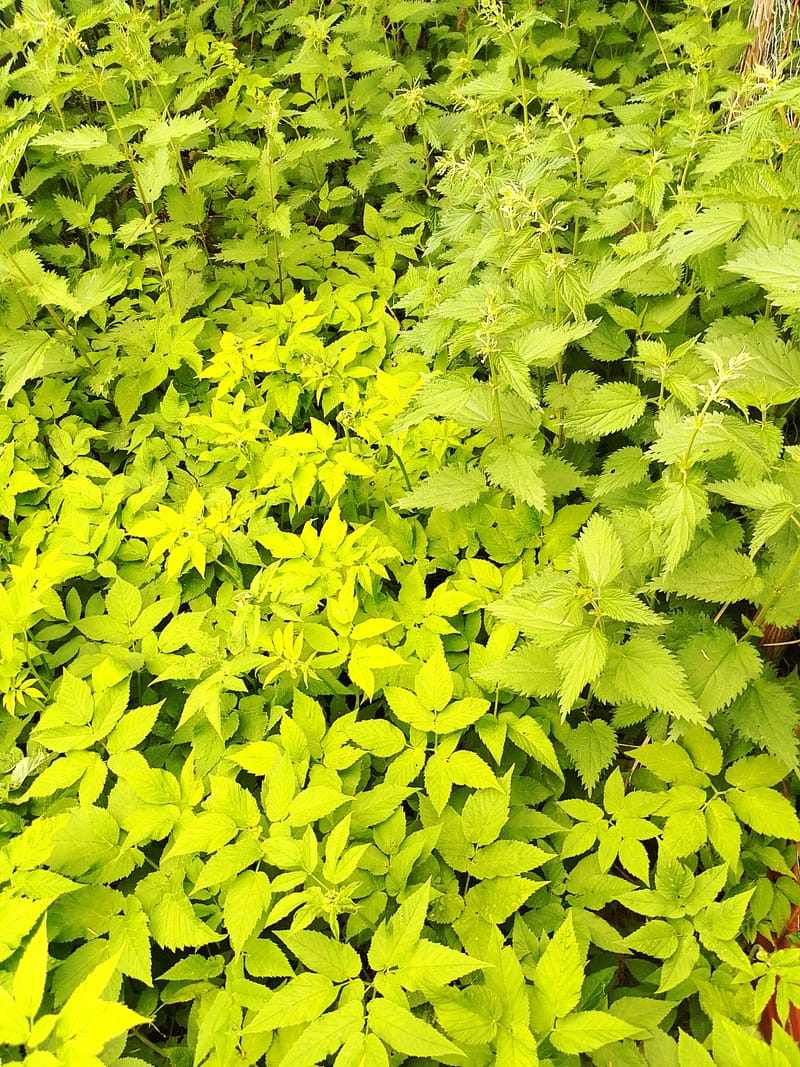 Villiyrttejä Hollolan kirkonkylällä