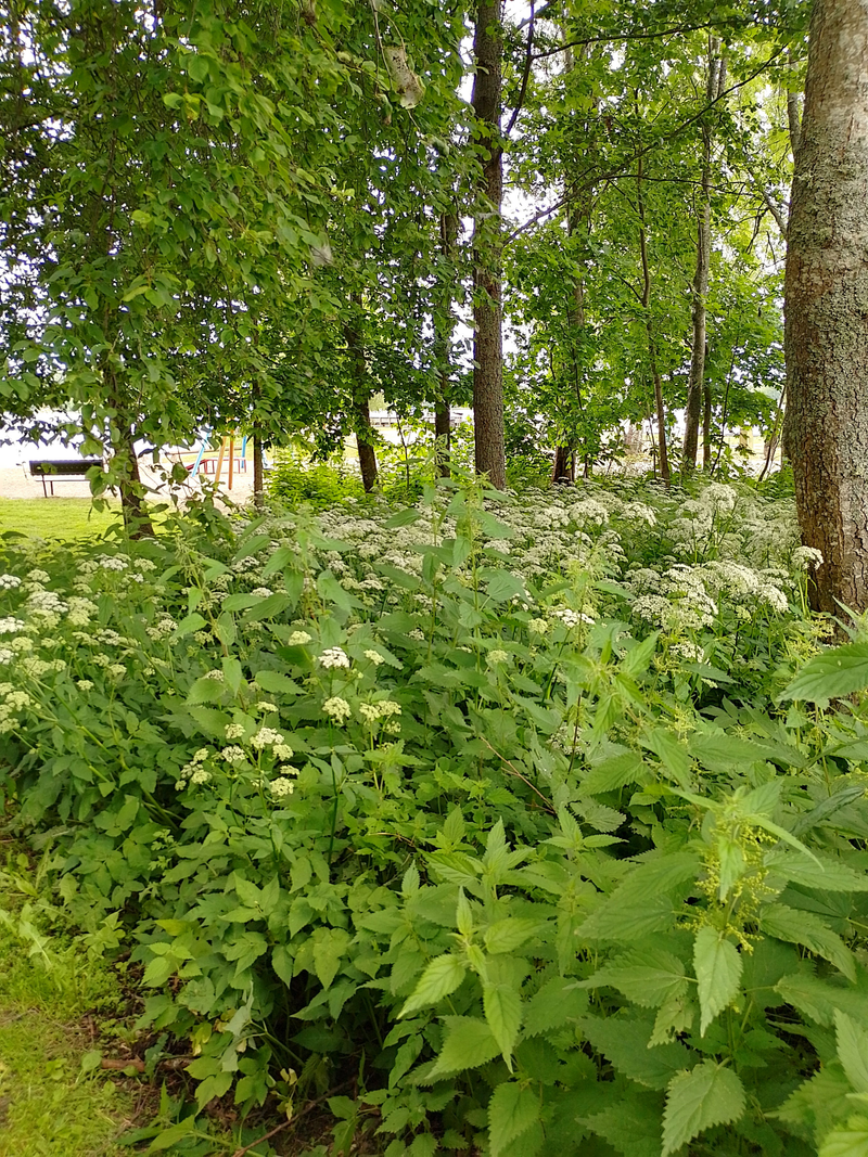 Villiyrttejä Hollolan kirkonkylällä