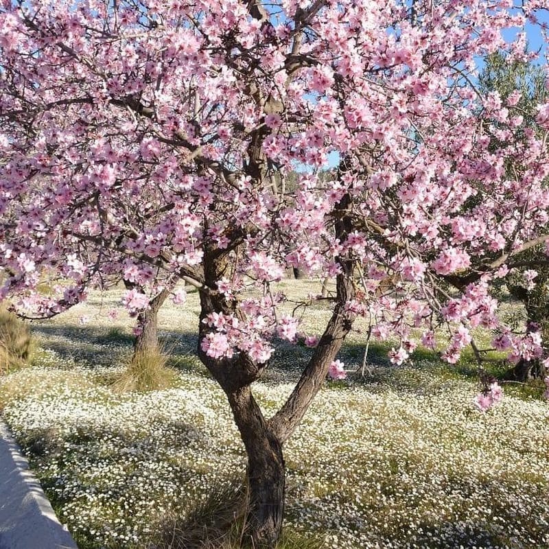 I SEE THE BRANCH OF AN ALMOND TREE