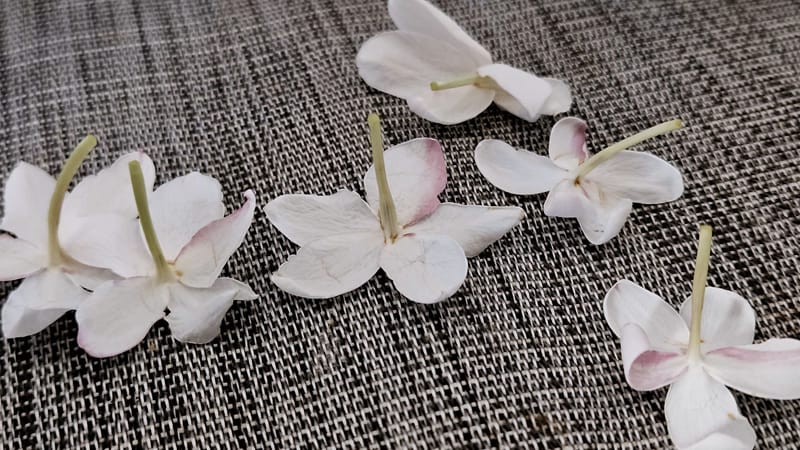 Repas aïoli n° 143 du 20 septembre 2025