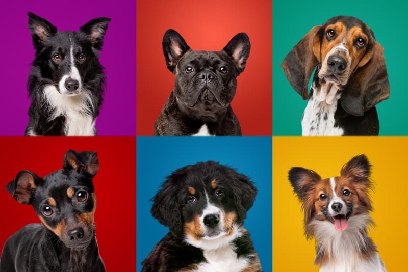 Cane Razza Come scegliere una razza - DOGBE360°