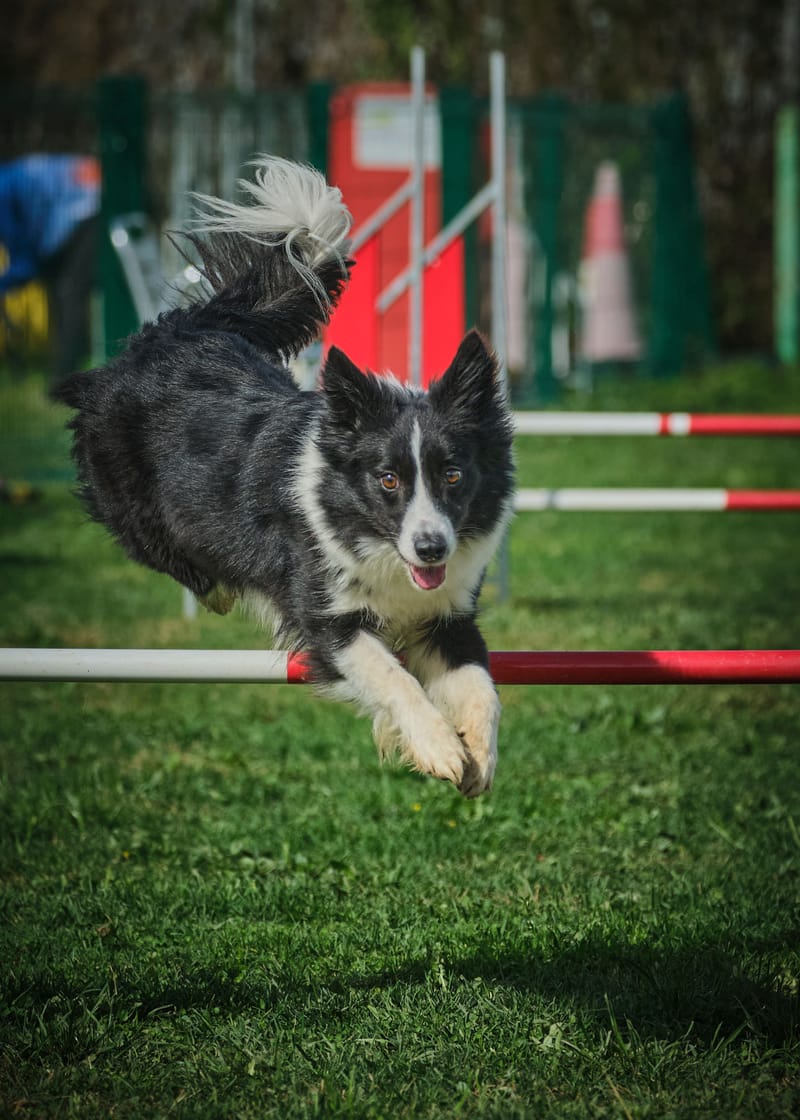 Sport giochi e divertimento: