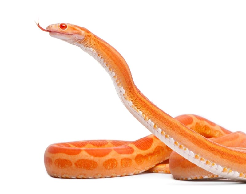 Autres espèces non domestiques