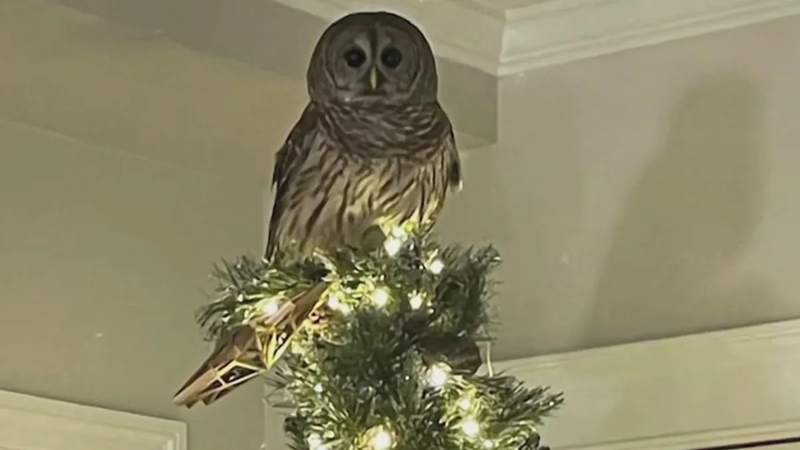 Owl I want for Christmas: Intruding bird perches atop VA family's Christmas tree